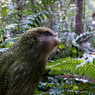 Paul Nevin Kakapo and Takahe travel Kakapo
